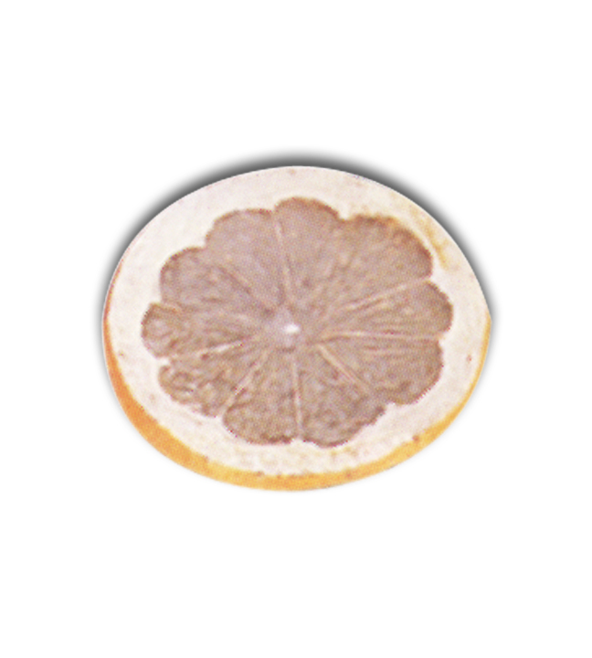 Lemon Slice Replica